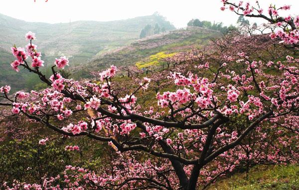 走马镇桃花山桃花林