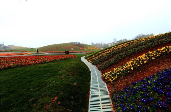 重庆渝北兴隆花海
