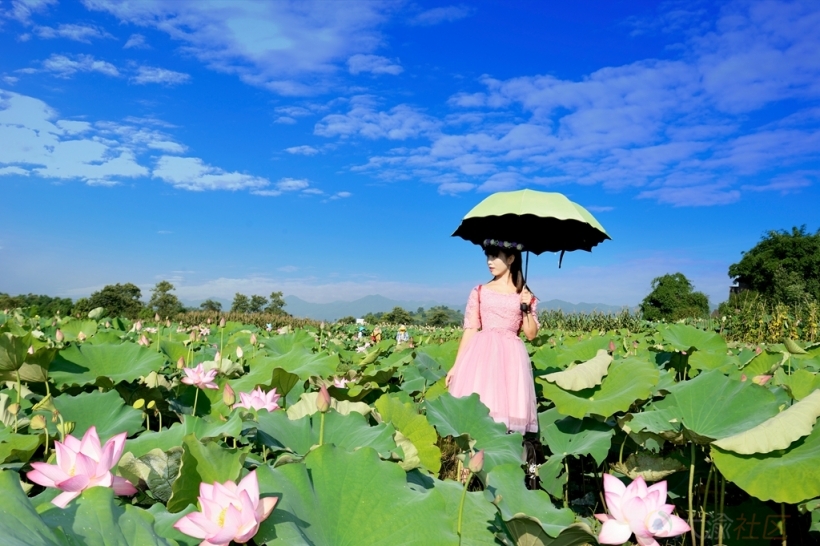 北碚歇马百亩荷花绽放 快来赏荷塘美景